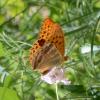 Argynnis paphia